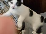 Dot - Ragdoll Kitten For Sale - Overland Park, KS, US