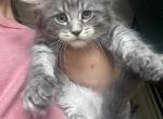 Prince - Maine Coon Kitten For Sale - New Park, PA, US