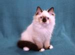 Adorably Affectionate Kittens - Ragdoll Kitten For Sale - Seattle, WA, US