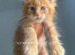 Rex Last red male - Maine Coon Kitten For Sale - Guilderland, NY, US