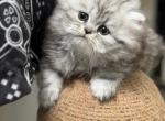 Cat - Persian Kitten For Sale - Greenwood, IN, US