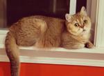 Vikki - Scottish Straight Cat For Sale - Levittown, PA, US