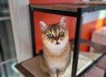 Vikki - Scottish Straight Cat For Sale - Levittown, PA, US