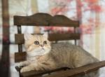 Simone - Exotic Kitten For Sale - Lexington, KY, US