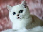 Sunglowbri Diamond - British Shorthair Kitten For Sale/Service - Antalya, Antalya, 