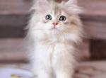 Lila - British Shorthair Kitten For Sale