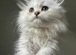 Snowy Scottish Fold Male - Scottish Fold Kitten For Sale - Miami, FL, US