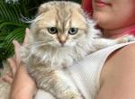Scottish Fold FEMALE GOLDEN KITTEN - Scottish Fold Kitten For Sale - Miami, FL, US