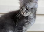 Mateo - Maine Coon Kitten For Sale - Wilmington, DE, US