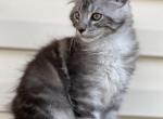 Silver - Maine Coon Kitten For Sale - Wilmington, DE, US