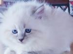 Livia - Siberian Kitten For Sale - New Auburn, WI, US