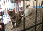 Brown Beauties - Bengal Kitten For Sale - Valley Springs, CA, US