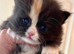 Munchkin Calico Female - Munchkin Kitten For Sale - Orlando, FL, US
