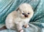 Scottish Fold Seal Point Female with Blue Eyes - Scottish Fold Kitten For Sale - Orlando, FL, US