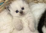 Ragdoll Seal Points with Blue Eyes - Ragdoll Kitten For Sale - Orlando, FL, US