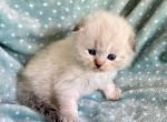 Scottish Fold Seal Point Male Blue Eyes - Scottish Fold Kitten For Sale - Orlando, FL, US