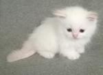 REDUCED Munchkin Flame Point Himalayan - Munchkin Kitten For Sale - 