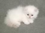 Munchkin Flame Point Himalayan - Munchkin Kitten For Sale - 