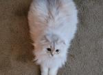 Princess - Scottish Fold Cat For Sale - Cleveland, OH, US