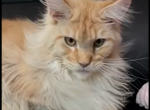 Jackpot - Maine Coon Kitten For Sale - New York, NY, US