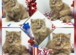 Kinslee - Persian Kitten For Sale - PA, US