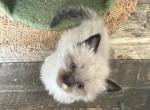 Freckles - Snowshoe Kitten For Sale