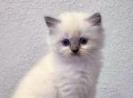Blue point ragdoll color - Scottish Straight Kitten For Sale - Hollywood, FL, US