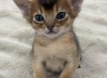 Leo - Abyssinian Kitten For Sale - Brooklyn, NY, US