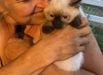 Solka - Siamese Kitten For Sale - CO, US