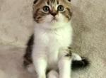 Sorley - Scottish Fold Kitten For Sale - Plymouth, MA, US