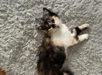 Misty and Mel - Domestic Kitten For Adoption - Milwaukee, WI, US