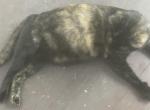 Zina - Domestic Cat For Sale - 