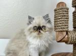 Simon - Persian Kitten For Sale - Willis, TX, US