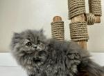 Eleanor - Persian Kitten For Sale - Willis, TX, US