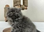 Jeanette - Persian Kitten For Sale - Willis, TX, US