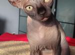 Sphynx beauty - Sphynx Kitten For Sale - Union City, NJ, US