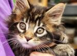 Cutie poly - Maine Coon Kitten For Sale - Scottsville, KY, US