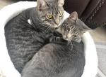 Jax and Einstein - Domestic Cat For Adoption - Port St. Lucie, FL, US