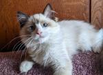 TICA Bicolor Ragdoll Kitten Female - Ragdoll Kitten For Sale - 