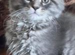 CASEY - Maine Coon Kitten For Sale - Port Clinton, OH, US