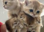 Simba - Scottish Fold Kitten For Sale - Miami, FL, US