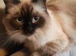 Emmy and Apollo litter - Ragdoll Kitten For Sale - Saint Paul, MN, US