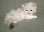 Personable Patchwork Himalayan - Himalayan Kitten For Adoption - LA, US