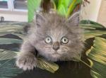 British Longhair Blue  Male - British Shorthair Kitten For Sale - Orlando, FL, US