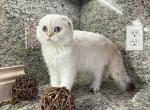 Scottish Fold  White Color Point  Male - Scottish Fold Kitten For Sale - Orlando, FL, US