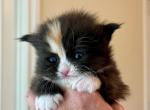 Munchkin Calico  Female - Munchkin Kitten For Sale - Orlando, FL, US