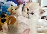 Ragdoll Seal Points with Blue  Eyes - Ragdoll Kitten For Sale - Orlando, FL, US