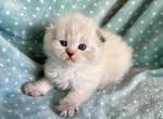 Scottish Fold Seal Point Male Blue  Eyes - Scottish Fold Kitten For Sale - Orlando, FL, US