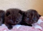 Dark Chocolate British & Scottish Fold  Kittens - British Shorthair Kitten For Sale - Orlando, FL, US