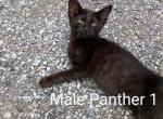 Panther 1 - Domestic Kitten For Adoption - 